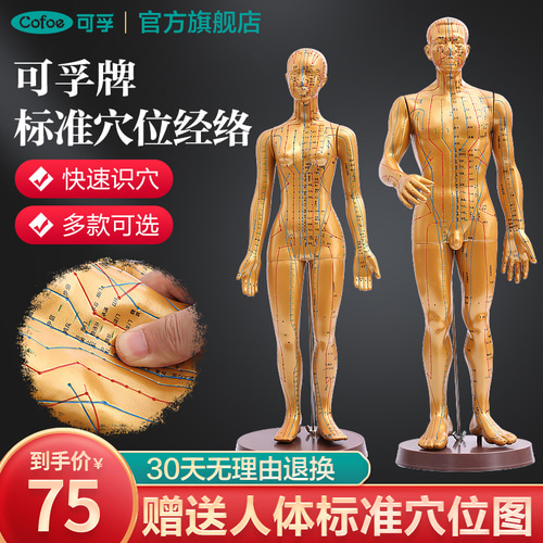 침술 acupoint 본문 모델 더미 모델 전신 의료 아트 자오선 교육 중국 의학 구리 사람들 작은 사람들이 연습